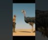 Jumanji Movie Clip | Amazing Movie Scenes #shorts #jumanji #youtubeshorts