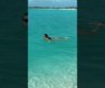 Caribbean Wild Swim in Crystal Clear Water 🌊 #shorts