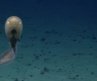 UNREAL OCEANS | The Most Amazing Marine Wonders