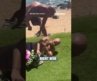 Dem congressional candidate CHARGED after beach altercation #shorts #us #news #politics
