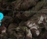Ayahuasca Retreats USA! Learn Information about ayahuasca and attending a ceremony!