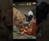 Planning of these dogs. | #funny #comedy #trending #viral #foryou