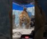 They built a GIANT saber-toothed tiger for this Hollywood movie and put a rider on it 🐅 #movie