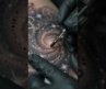 Celestial Clock Tattoo in Progress | Cinematic Macro Black & Grey Realism.