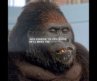 Baby’s Day Out（1994）| “Gorilla Don’t you dare bully this baby!”🤣🤣🤣#movie #edit