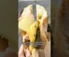 Best Jambon Beurre Sandwich in NYC: Richaud Petite Bakery (2026 Savor Honoree)