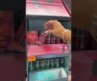 i can’t w/ the pickleeee🤣🥒🌸🎀 #ulta #ultabeauty #comeshoppingwithme #affordablemakeup #drugstore