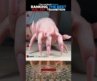 RANKING THE BEST NAIL ART TRANSITION (PT8)