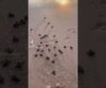 Turtles hatch in indonesia