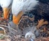 Big Bear Bald Eagle Live Nest – Cam 1