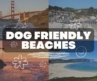 Top 7 dog friendly beaches in California: You Won’t Believe What Our #1 Pick Is!