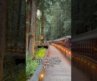 A must-do in Northern California – Historic Skunk Train to the Hidden Glen Blair Bar in the Redwoods
