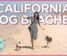 The 6 Best Off-Leash Dog Beaches in Southern California