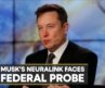 Elon Musk’s Neuralink faces federal probe, says report | International News | Business News
