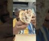 This Is One of The Best Cheesesteaks In NYC, Danny & Coop’s Cheesesteaks