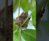 colibri