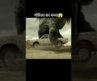 Baby Gorilla😱#interestingfacts #hollywood #movie#explained #hindi#shorts