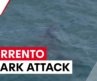 Fatal great white shark attack at Sorrento beach | 7NEWS