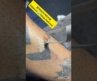 tattoo Removal @muscleclinicpt