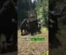 The Unpredictable Wild: Bear Release Gone Wrong