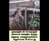 விவசாயக் கிணற்றில் விழுந்த சிறுத்தை மீட்பு!