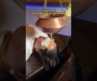 The ancient Ayurvedic therapy to help you relax ✨SHIRODHARA✨💆‍♀️